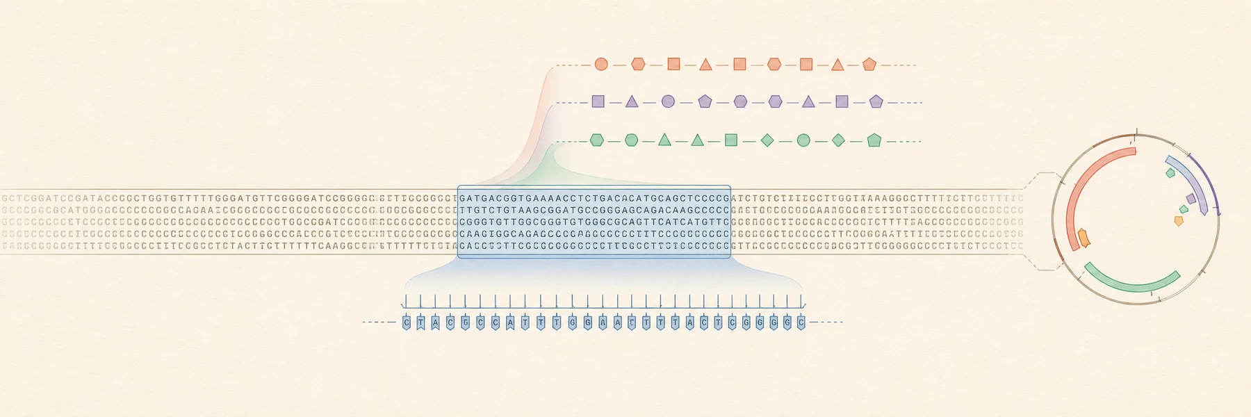 Precise DNA sequence rows run across the canvas; one selected region unfolds into amino-acid translation ribbons above and a complementary strand below.